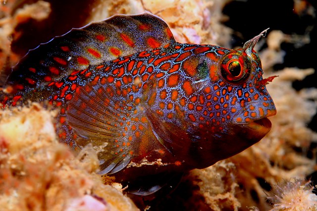 (Hypsoblennius) Род ГИПСОБЛЕННИУСЫ 16 видов